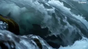 Grizzly Bear Salmon Hunt