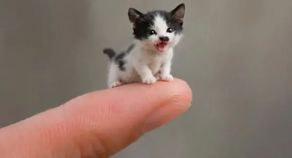 Miniature Sachet Sized Kitten Video — AI画像プロンプトの例