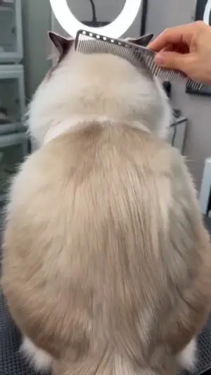 Humorous pet makeover video prompt