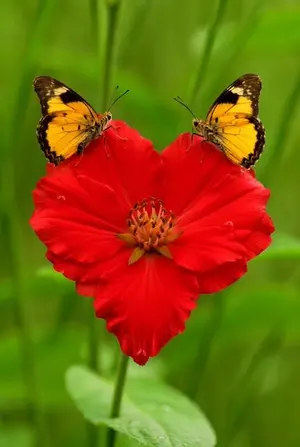 Butterflies on Heart Flower