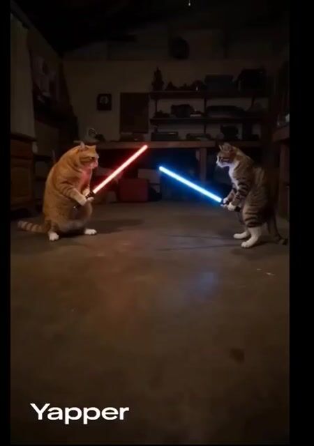 Domestic Cats Lightsaber Duel in Living Room