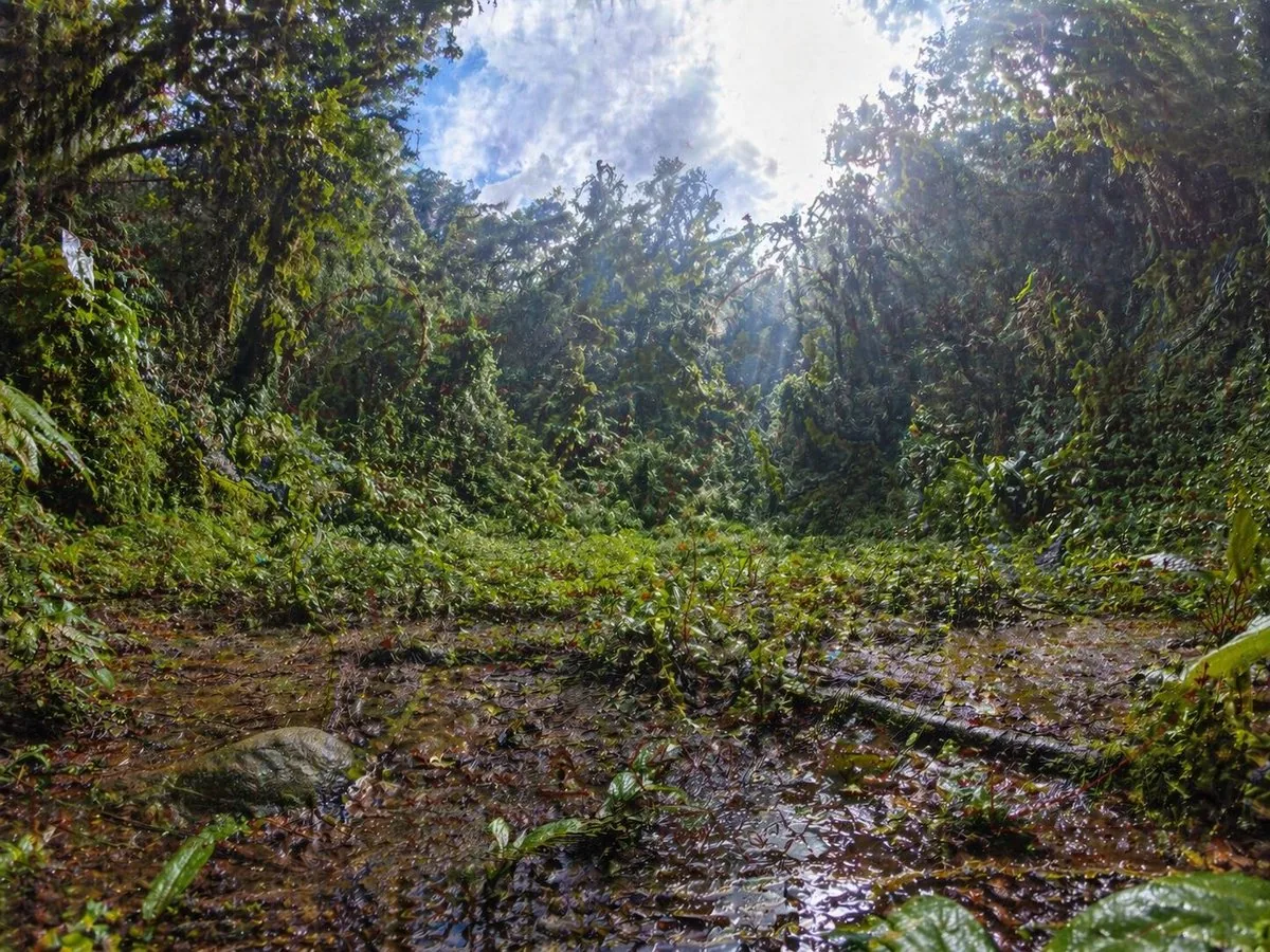 Rainforest Clearing with Speckle Artifacts reference