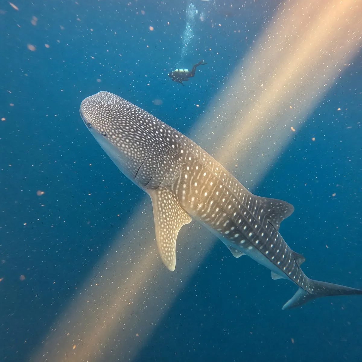 Whale Shark in Sunbeam reference