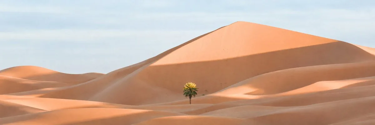 Ultra-Wide Desert Dunes With Lone Palm reference