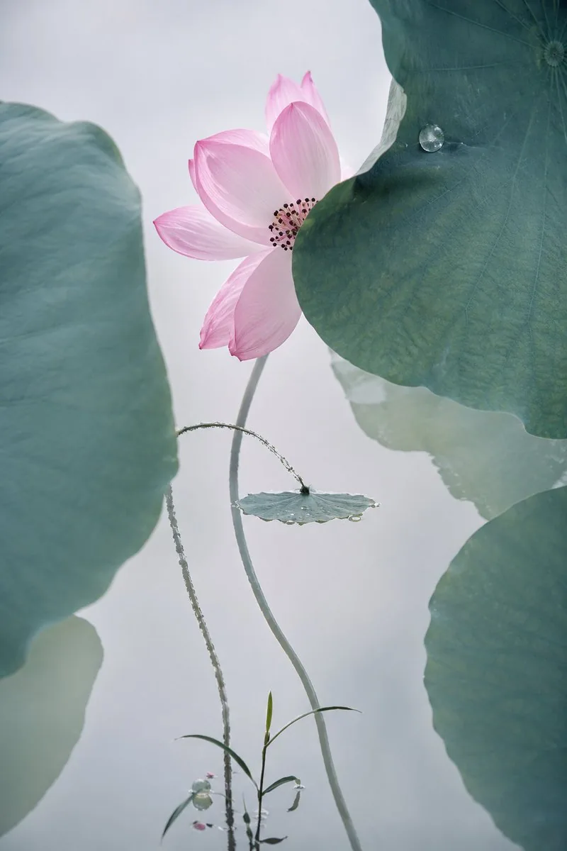 Cinematic Lotus Ancient Painting reference