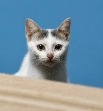 Cinematic Pet Photo Enhancer reference