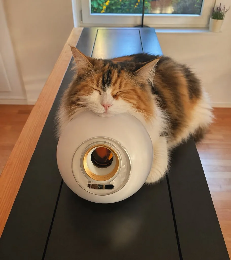 Sleeping Calico on White Appliance reference